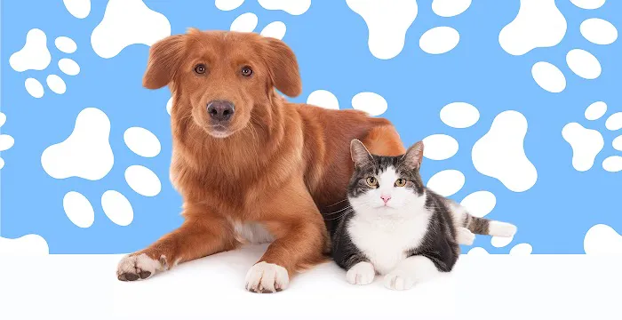 ELITE PET DENTAL 1