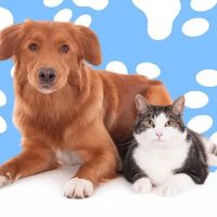 ELITE PET DENTAL ico