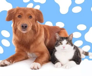 ELITE PET DENTAL