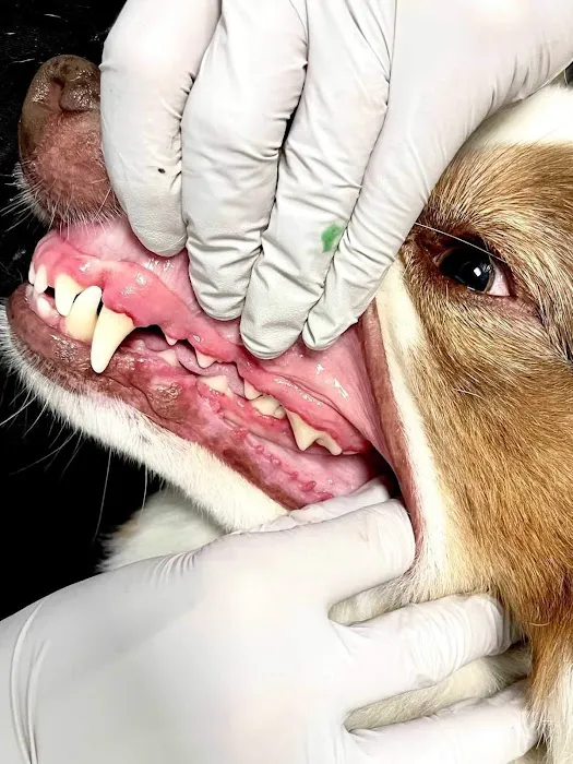 ELITE PET DENTAL 8