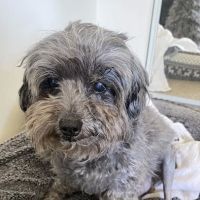 Pet Hospital of North Park ico