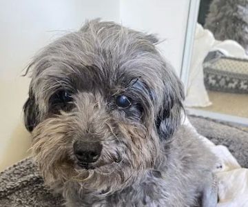 Pet Hospital of North Park