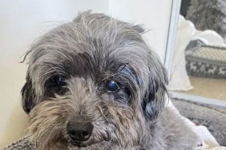 Pet Hospital of North Park