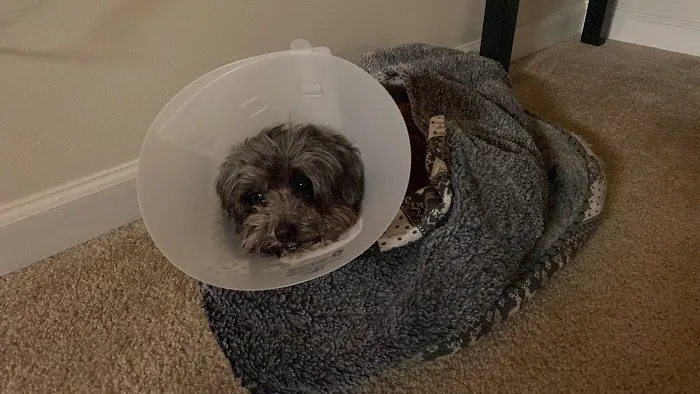Pet Hospital of North Park 12