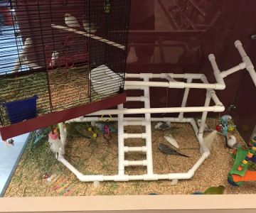 Petland Village of Eastside