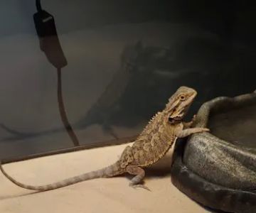 Petco