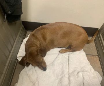 Meadow View Veterinary Clinic