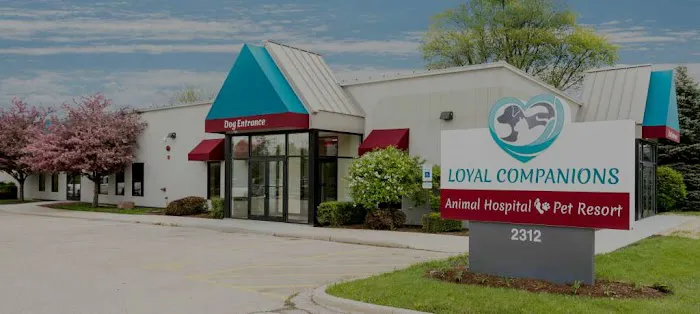 Loyal Companions 12
