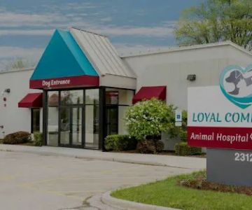 Loyal Companions