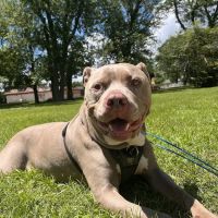 River West Animal Hospital ico