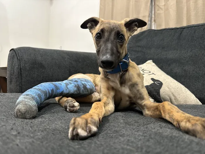 River West Animal Hospital 12