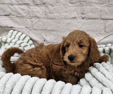 Petland Monroeville