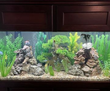 Cole’s Fish Tanks