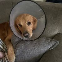 Safford Veterinary Services ico