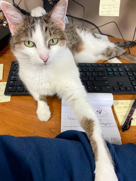 Safford Veterinary Services 12
