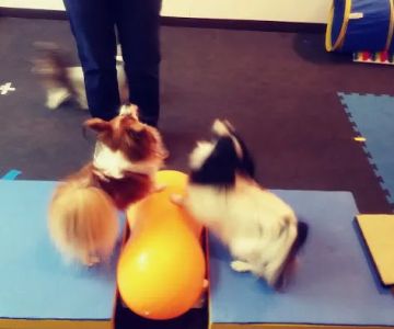My Little Dog Shoppe