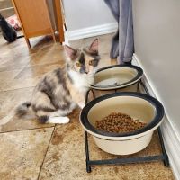 Yorkville Animal Hospital ico