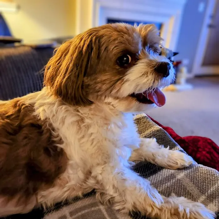 Yorkville Animal Hospital 12
