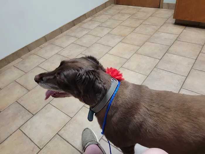 Yorkville Animal Hospital 12