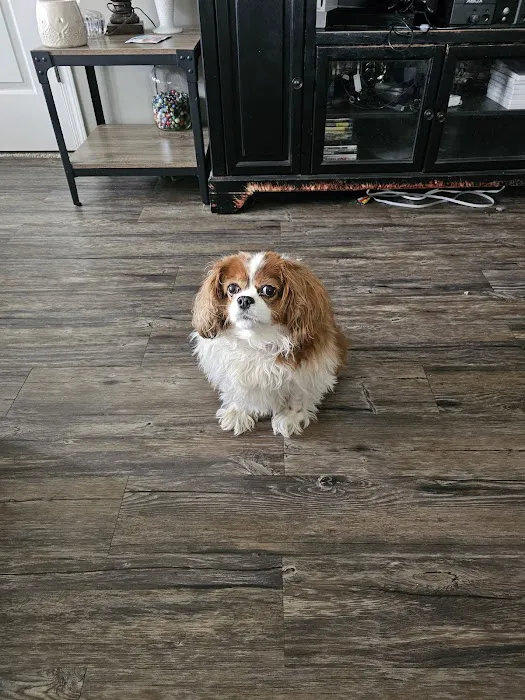 Yorkville Animal Hospital 12