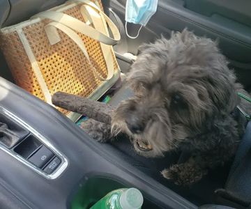 Petagogy
