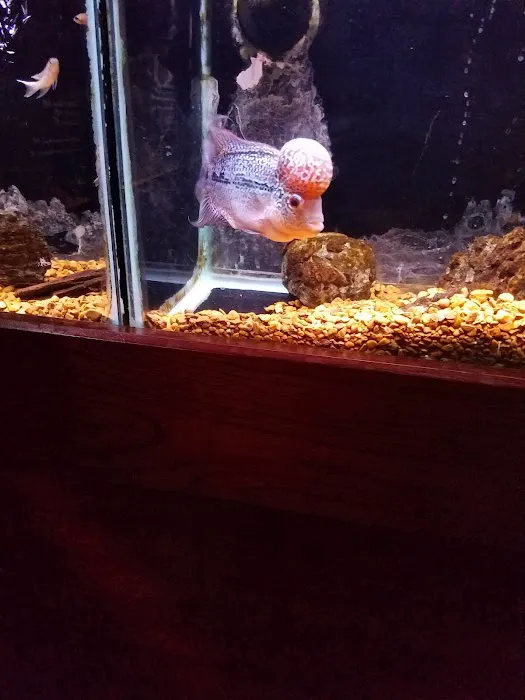 Wet Pets And Friends 4