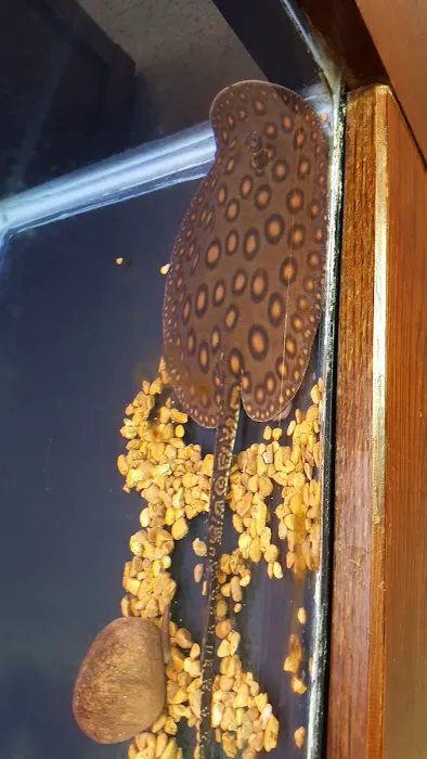 Wet Pets And Friends 5