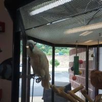 Wet Pets And Friends ico