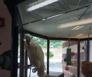 Wet Pets And Friends