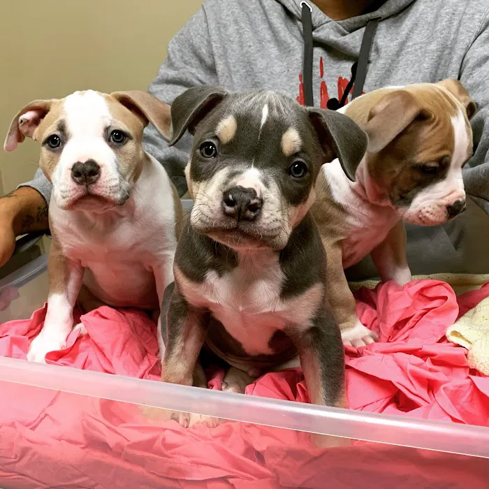 Minooka Animal Hospital 12