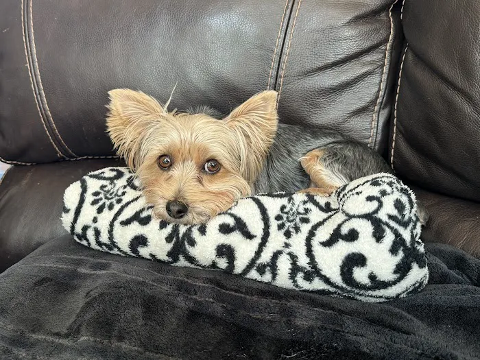 Minooka Animal Hospital 12