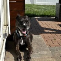 Minooka Animal Hospital ico