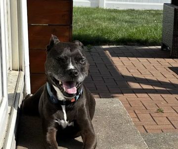 Minooka Animal Hospital