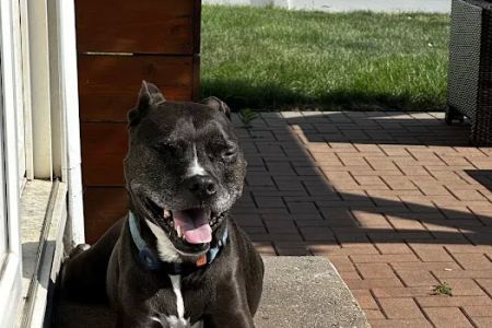 Minooka Animal Hospital