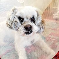Minooka Animal Hospital: Tourville Jayma DVM ico
