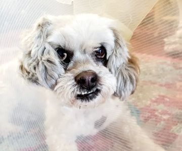 Minooka Animal Hospital: Tourville Jayma DVM