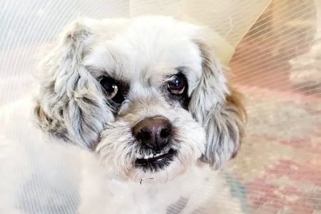 Minooka Animal Hospital: Tourville Jayma DVM