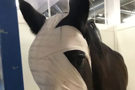 Country Care Animal Hospital, PC