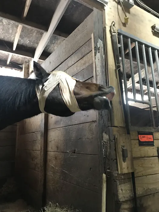 Country Care Animal Hospital, PC 12