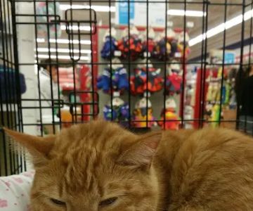Petco