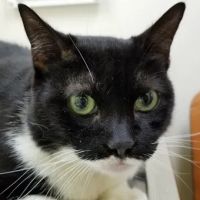 Banfield Pet Hospital ico