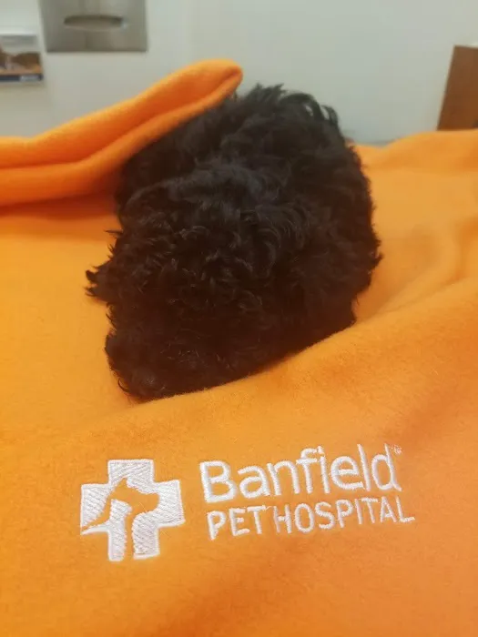 Banfield Pet Hospital 12