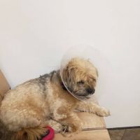 Banfield Pet Hospital ico