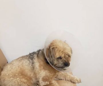 Banfield Pet Hospital