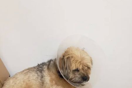 Banfield Pet Hospital