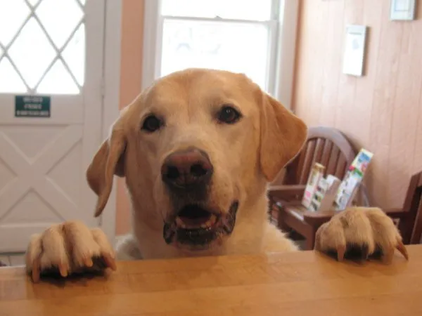 Morristown Animal Hospital 1