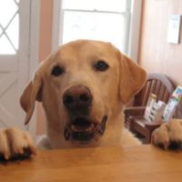 Morristown Animal Hospital ico