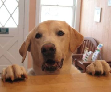 Morristown Animal Hospital
