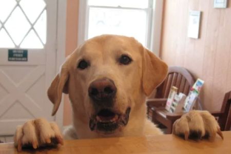 Morristown Animal Hospital