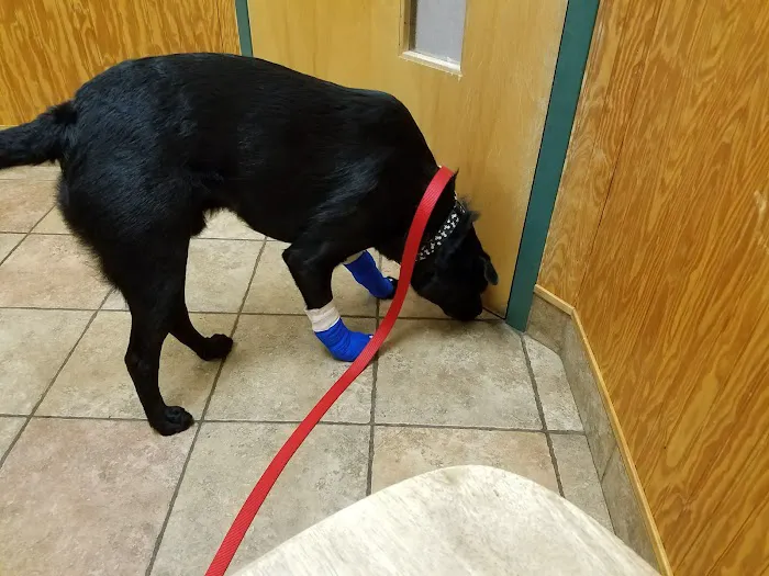 Murray Hill Veterinary Associates 12